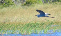 great-blue-heron-flies-low-over-everglades-grasses
