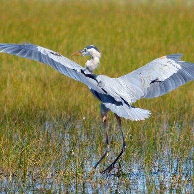 great-blue-heron-lands-in-everglades-grasses