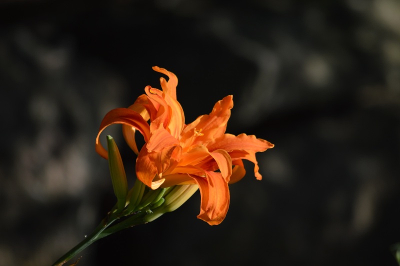 Kwanso-daylily-orange-multi-petal