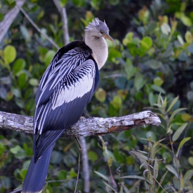black and white feathers of the anhinga bird