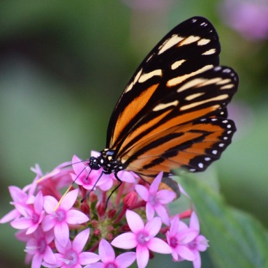 Isabella's Longwing butterfly - orange, black and cream colored wings with black body with white polkadots.