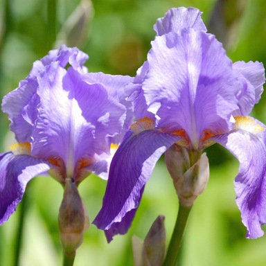 lavender-iris-blossoms