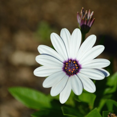 white-daisy-purple-orange-center-Osteospermum-barberiae